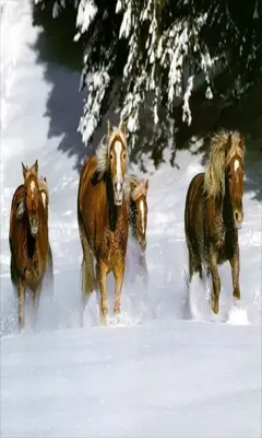 Running Horse LWP android App screenshot 0